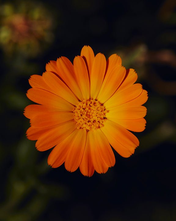 Herb of the sun - TU·ET·AL