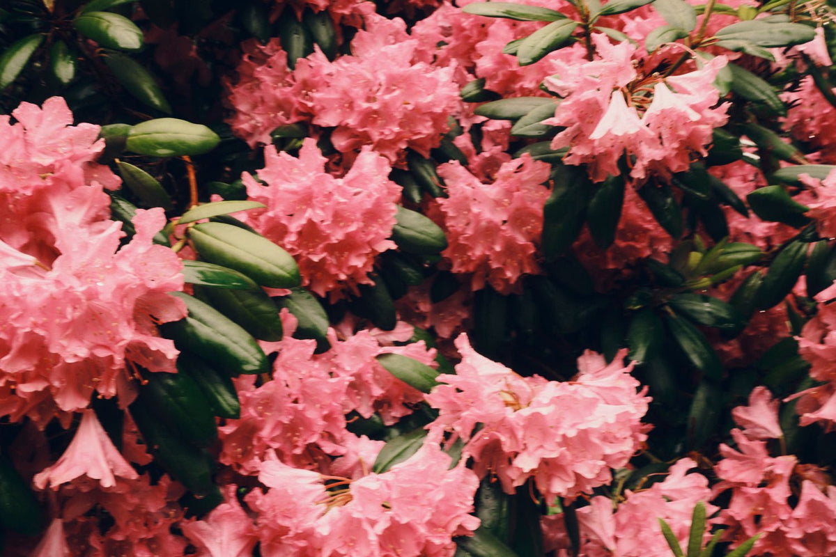 Botanical Aromatics - TU·ET·AL