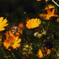 Meadow - TU·ET·AL