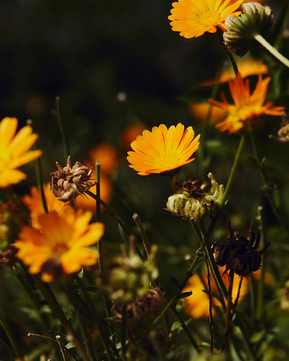 Meadow - TU·ET·AL
